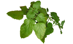 Ekstrakt matičnjaka Cyracos®