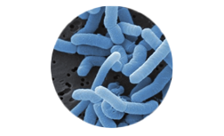 Bakterijski sojevi za podršku općem blagostanju