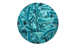 Bakterijski sevi za podporo splošnega počutja 