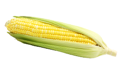 Kukuruz