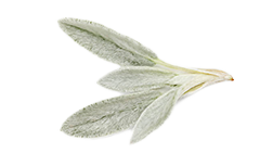 Kineski jastrebac