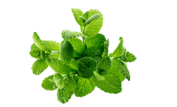 List organske melise