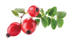 Ekološki šipak, kurkuma, đumbir, borovnica i kopriva