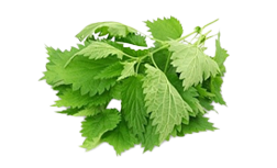 Kopriva
