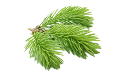 Pupoljci smreke (Picea spp.)