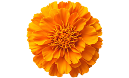Cvjetovi kadifice (Tagetes erecta)
